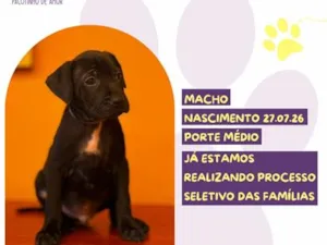 Cachorro raça SRD-ViraLata idade Abaixo de 2 meses nome Bubbaloo