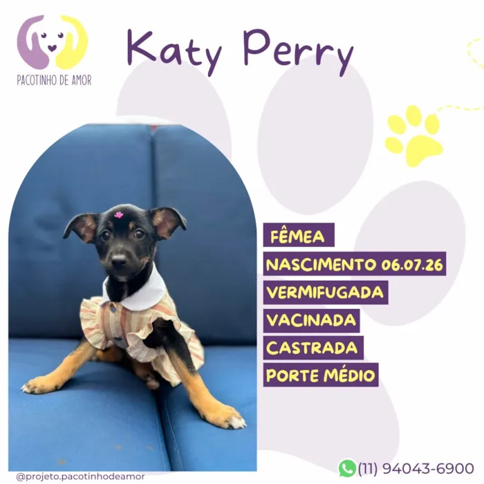 Cachorro raça SRD-ViraLata idade 2 a 6 meses nome Katy Perry