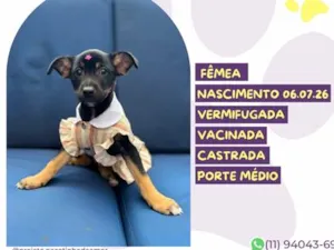Cachorro raça SRD-ViraLata idade 2 a 6 meses nome Katy Perry