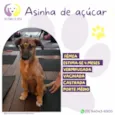 Asinha de açúcar