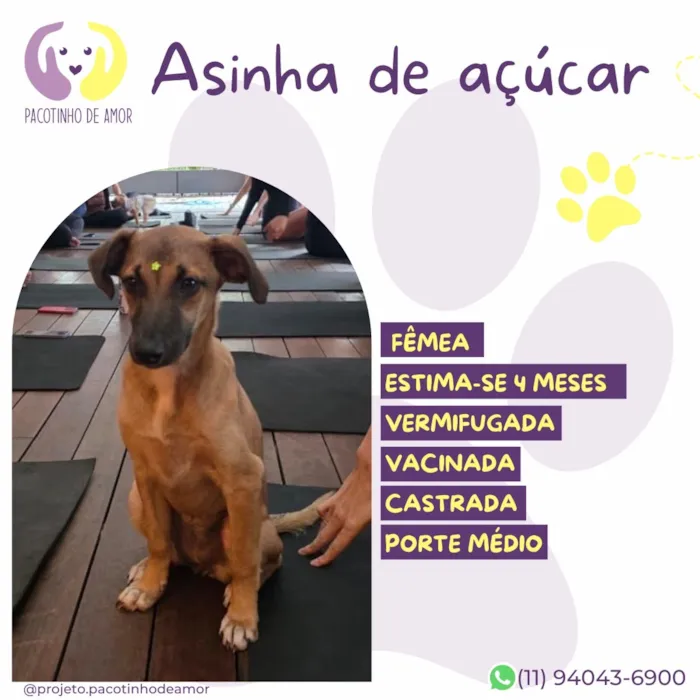 Cachorro raça SRD-ViraLata idade 2 a 6 meses nome Asinha de açúcar