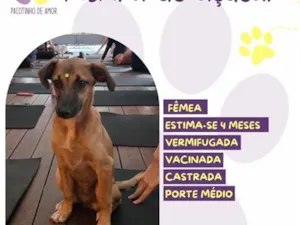 Cachorro raça SRD-ViraLata idade 2 a 6 meses nome Asinha de açúcar