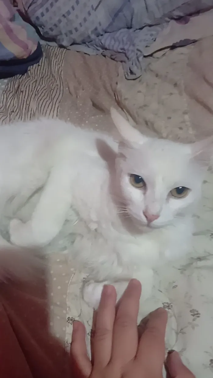 Gato raça SRD-ViraLata idade 1 ano nome Floquinho