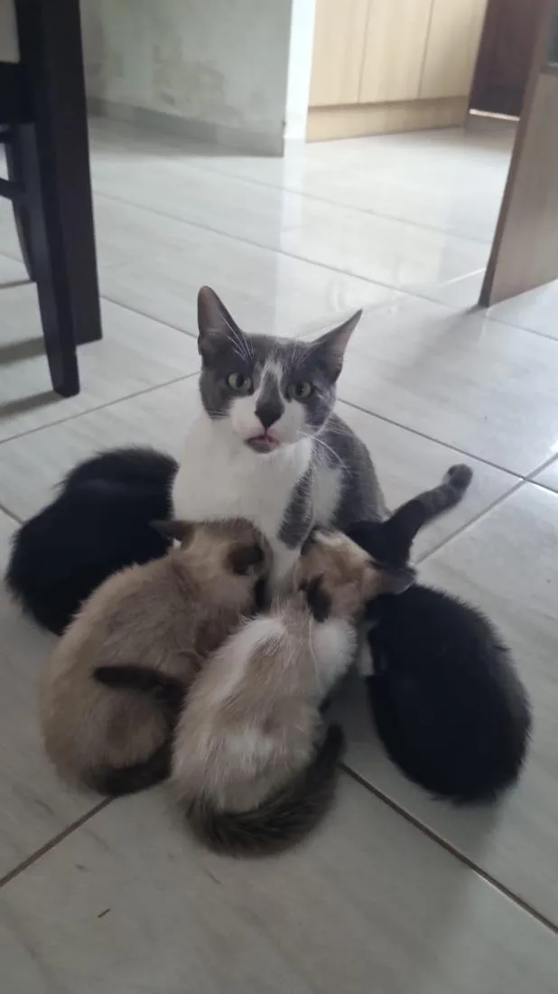 Gato raça SRD-ViraLata idade 2 a 6 meses nome Belinha