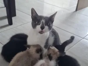 Gato raça SRD-ViraLata idade 2 a 6 meses nome Belinha