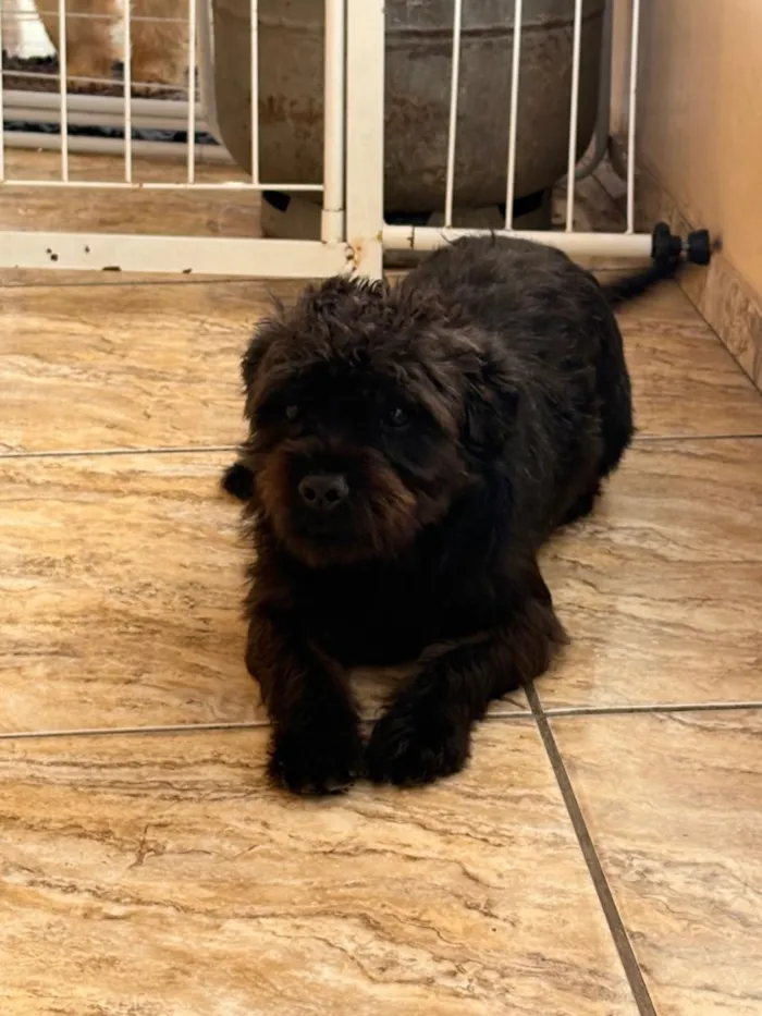 Cachorro raça SRD-ViraLata idade 1 ano nome Juca