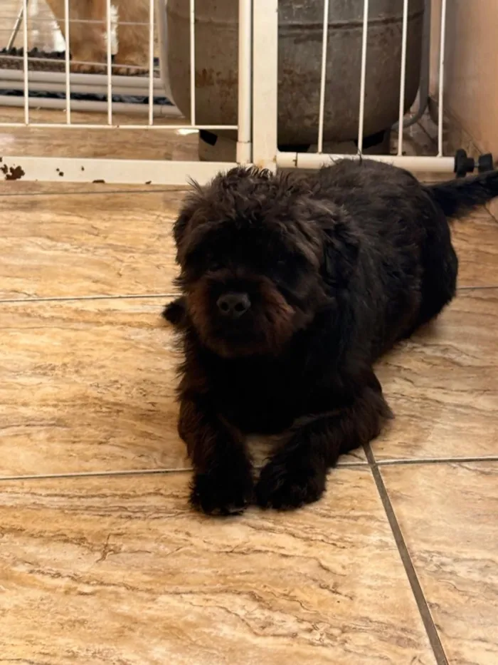 Cachorro raça SRD-ViraLata idade 1 ano nome Juca