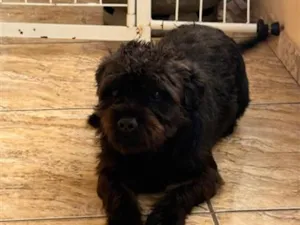Cachorro raça SRD-ViraLata idade 1 ano nome Juca