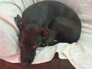 Cachorro raça SRD-ViraLata idade 2 anos nome lilica