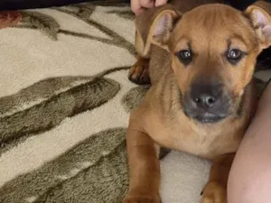Cachorro raça SRD-ViraLata idade 1 ano nome Pitoco