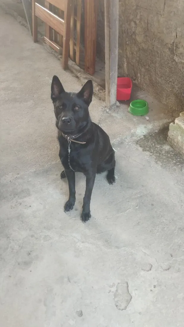 Cachorro raça SRD-ViraLata idade 2 a 6 meses nome Esmeralda 
