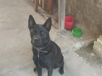 Cachorro raça SRD-ViraLata idade 2 a 6 meses nome Esmeralda 