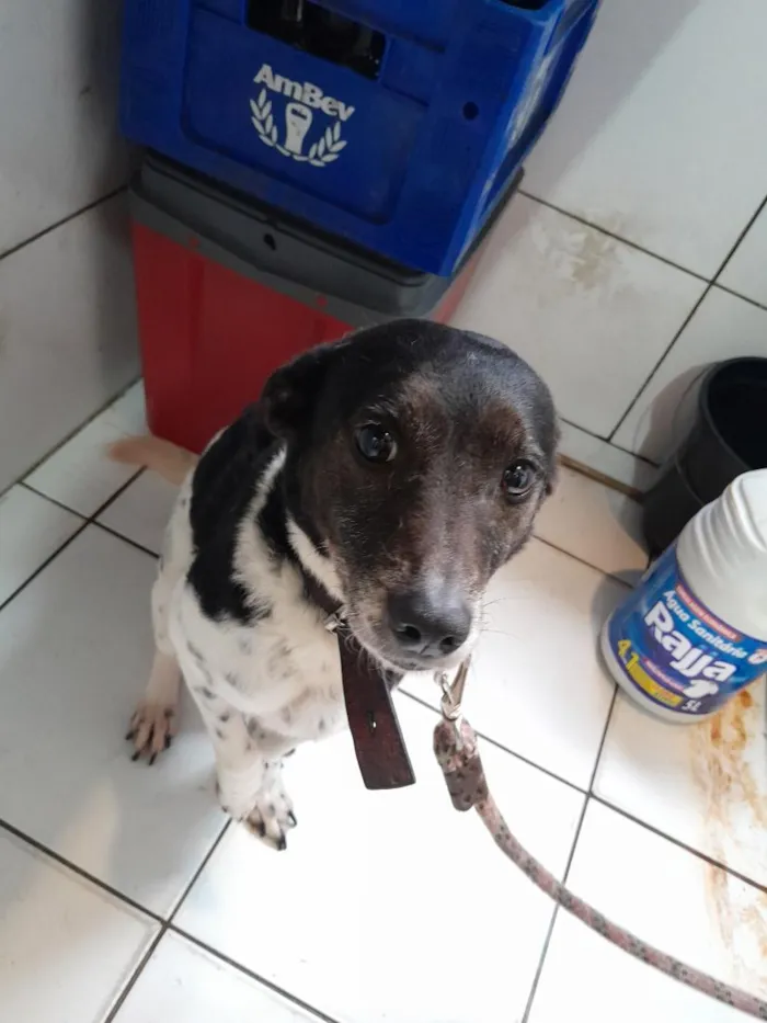 Cachorro raça SRD-ViraLata idade 6 ou mais anos nome Pandora 