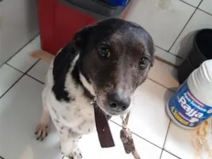 Cachorro raça SRD-ViraLata idade 6 ou mais anos nome Pandora 