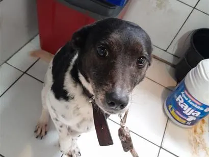 Cachorro raça SRD-ViraLata idade 6 ou mais anos nome Pandora 