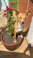 Sol
