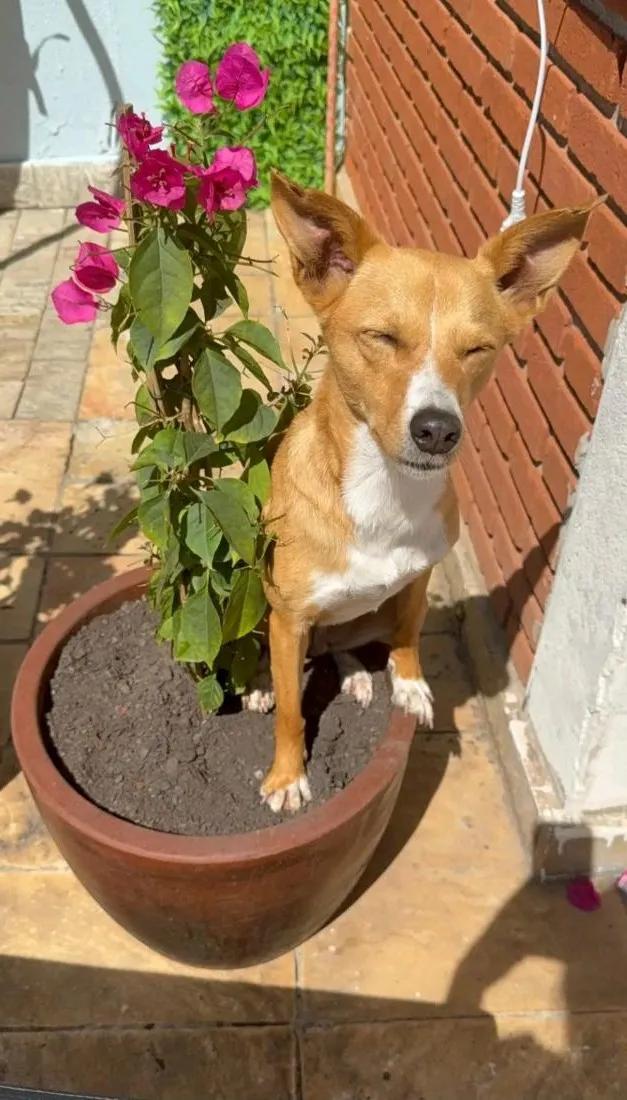 Cachorro raça SRD-ViraLata idade 3 anos nome Sol