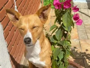Cachorro raça SRD-ViraLata idade 3 anos nome Sol