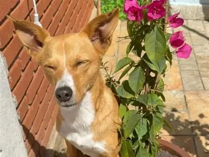 Cachorro raça SRD-ViraLata idade 3 anos nome Sol