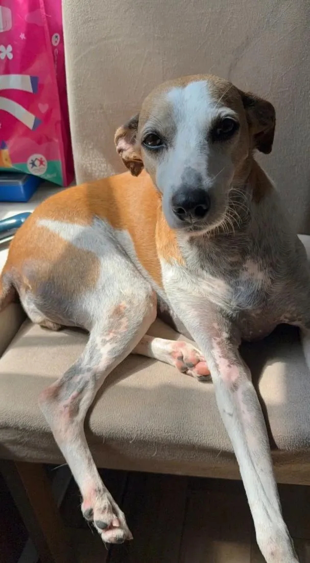 Cachorro raça SRD-ViraLata idade 3 anos nome Maya