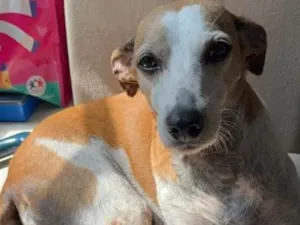 Cachorro raça SRD-ViraLata idade 3 anos nome Maya