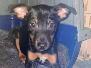 Cachorro raça SRD-ViraLata idade 2 a 6 meses nome kiko