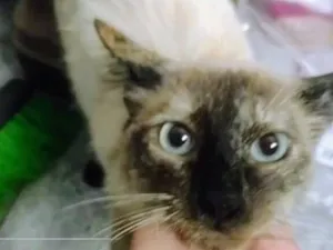 Gato raça SRD-ViraLata idade 7 a 11 meses nome Pérola 