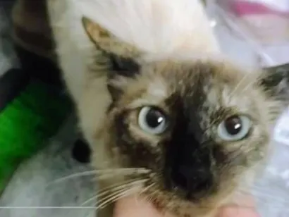 Gato raça SRD-ViraLata idade 7 a 11 meses nome Pérola 