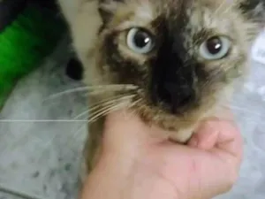 Gato raça SRD-ViraLata idade 7 a 11 meses nome Pérola 