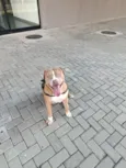Pertubado