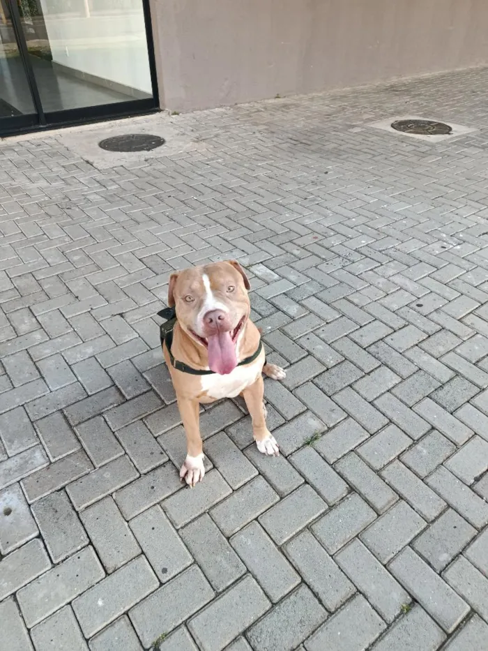 Cachorro raça Pit-Bull idade 4 anos nome Pertubado