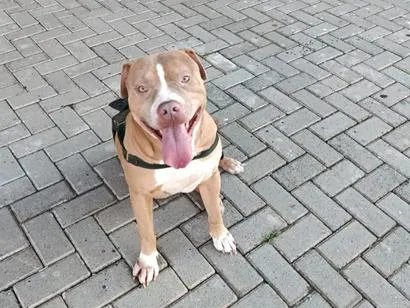Cachorro raça Pit-Bull idade 4 anos nome Pertubado