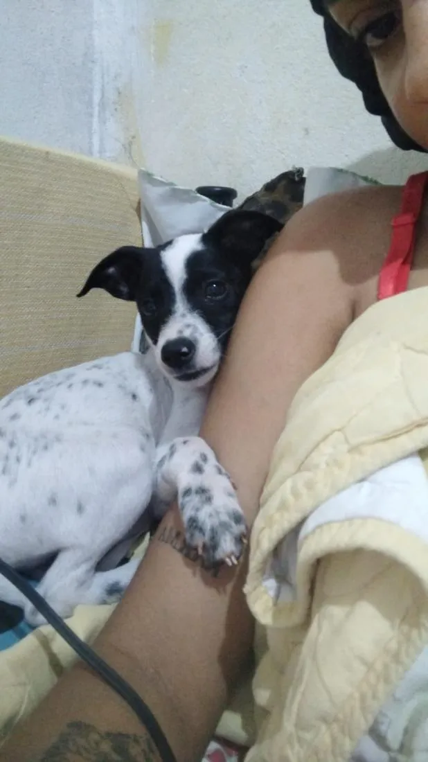 Cachorro raça SRD-ViraLata idade 2 a 6 meses nome Bisteca