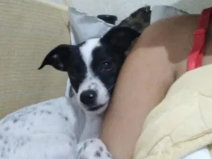 Cachorro raça SRD-ViraLata idade 2 a 6 meses nome Bisteca