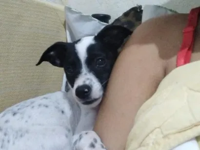 Cachorro raça SRD-ViraLata idade 2 a 6 meses nome Bisteca