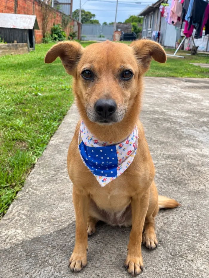 Cachorro raça SRD-ViraLata idade 4 anos nome Jake
