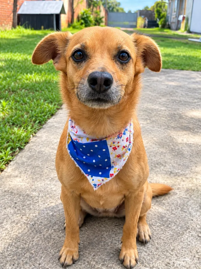 Cachorro raça SRD-ViraLata idade 4 anos nome Jake