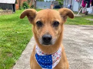 Cachorro raça SRD-ViraLata idade 4 anos nome Jake