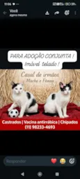 Lok e Lara