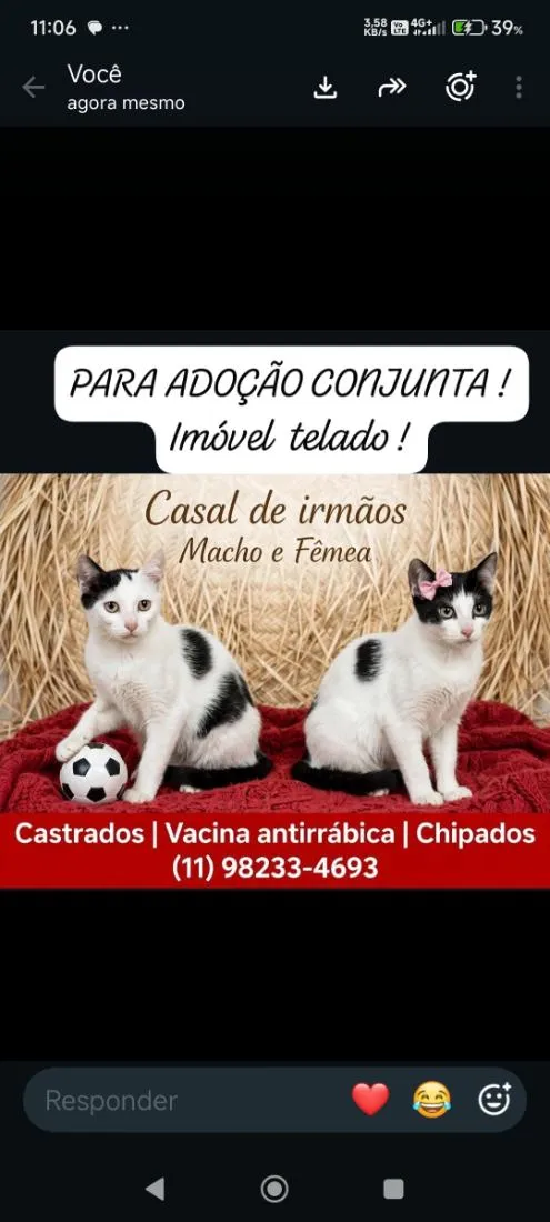Gato raça SRD-ViraLata idade 2 a 6 meses nome Lok e Lara