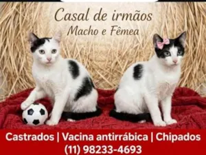 Gato raça SRD-ViraLata idade 2 a 6 meses nome Lok e Lara