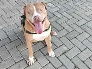 Cachorro raça Pit-Bull idade 4 anos nome Pertubado