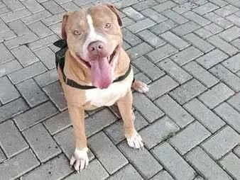 Cachorro raça Pit idade 6 ou mais anos nome pepei