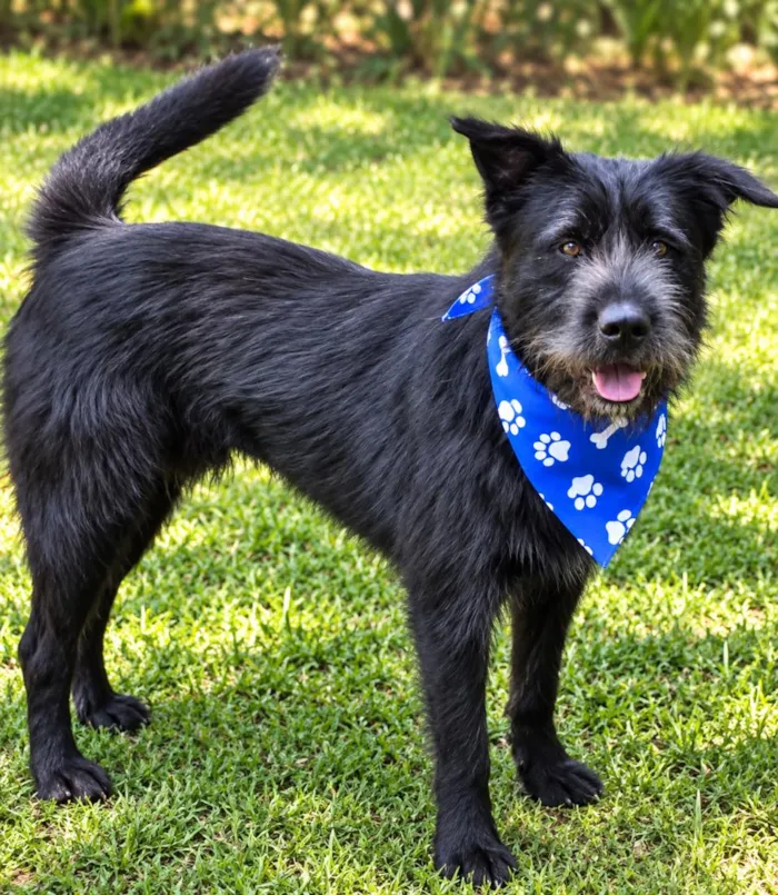 Cachorro raça SRD-ViraLata idade 2 a 6 meses nome Oliver
