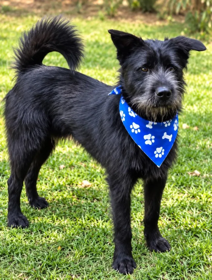 Cachorro raça SRD-ViraLata idade 2 a 6 meses nome Oliver