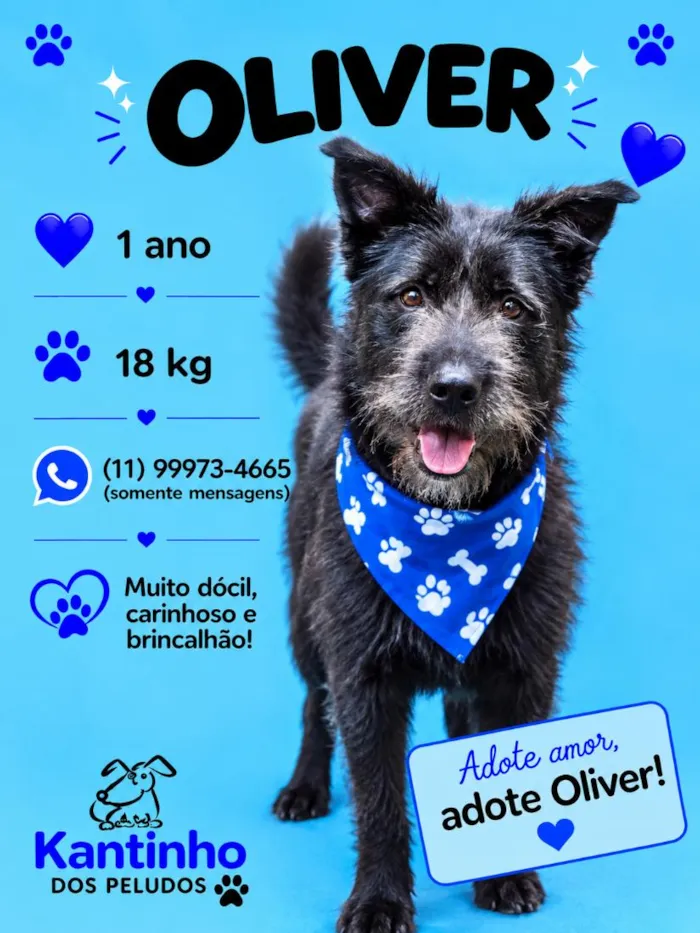 Cachorro raça SRD-ViraLata idade 2 a 6 meses nome Oliver