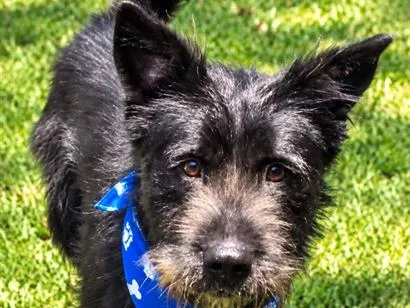 Cachorro raça SRD-ViraLata idade 2 a 6 meses nome Oliver