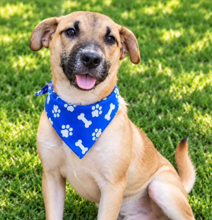 Cachorro raça SRD-ViraLata idade 2 anos nome Demétrio 