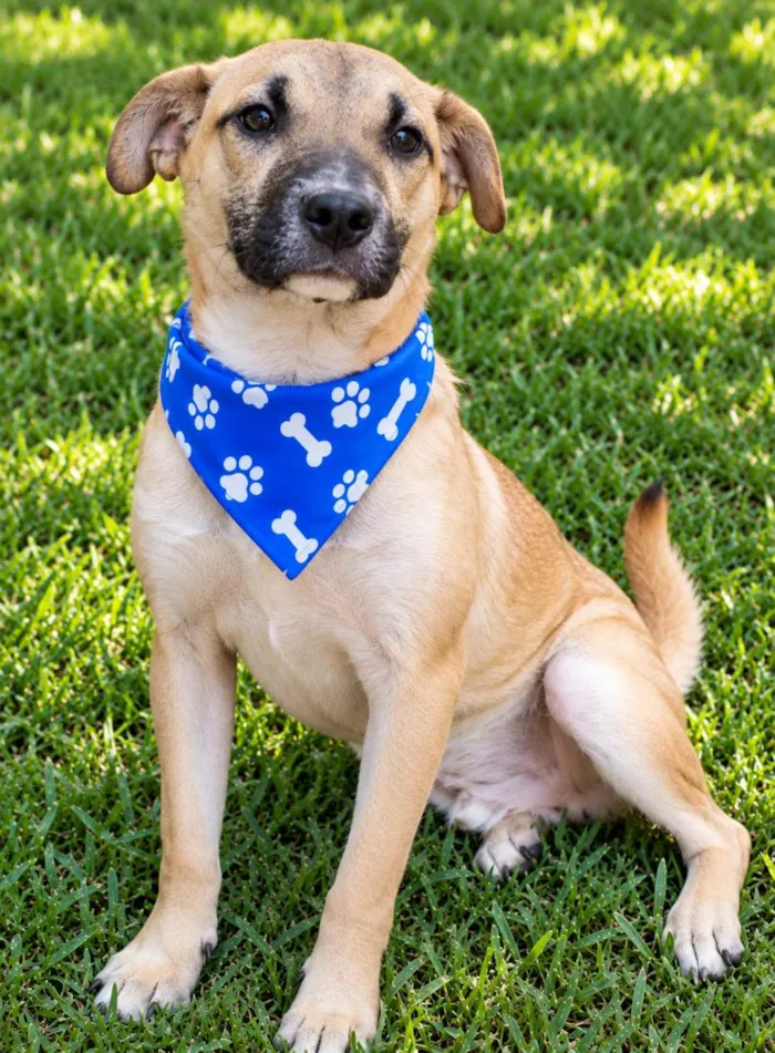 Cachorro raça SRD-ViraLata idade 2 anos nome Demétrio 