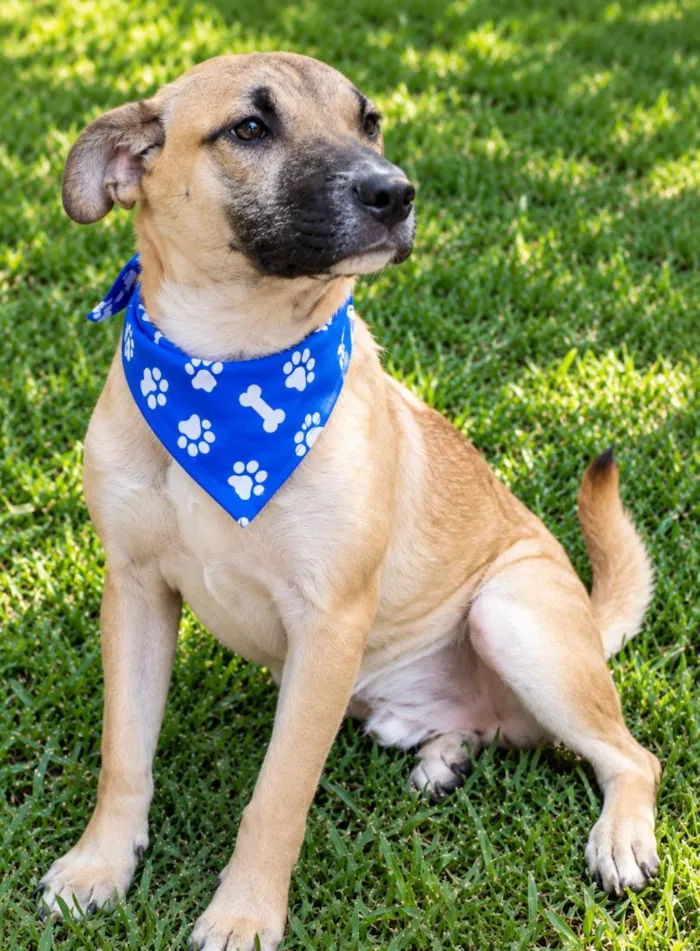 Cachorro raça SRD-ViraLata idade 2 anos nome Demétrio 